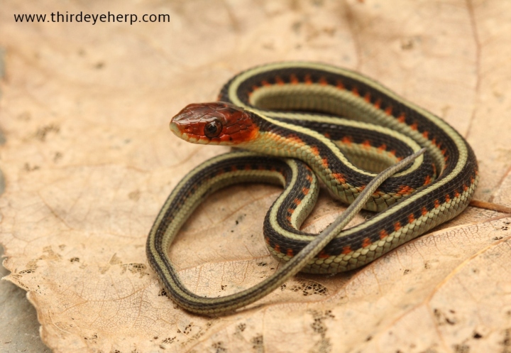 California Red-sided Garter Snake